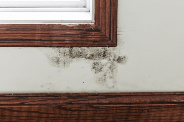 Learn More About Mold Lead And Asbestos Mitigation